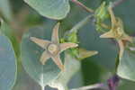 Angularfruit milkvine